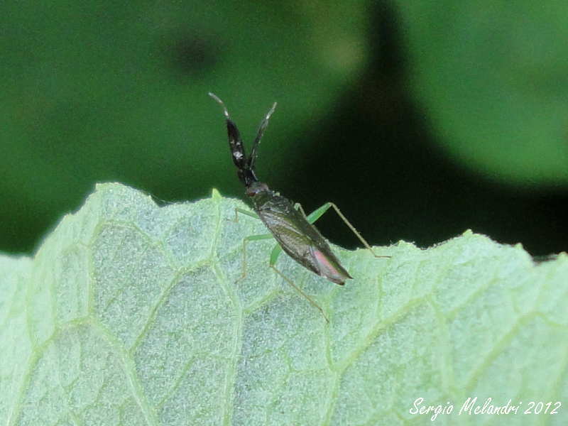 Miridae: Heterotoma cfr. merioptera di Mezzano di Ravenna